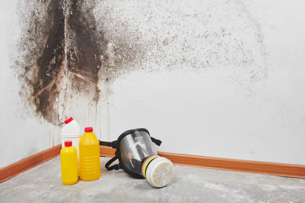 Best Same-Day Mold Removal  in Governors Clu, NC