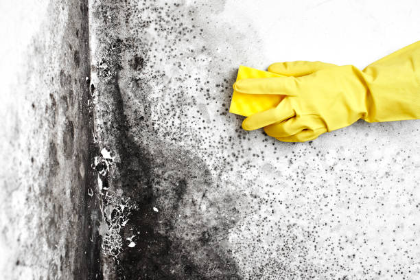 Best Residential Mold Removal  in Governors Clu, NC