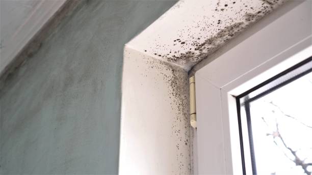 Best Mold Testing  in Governors Clu, NC