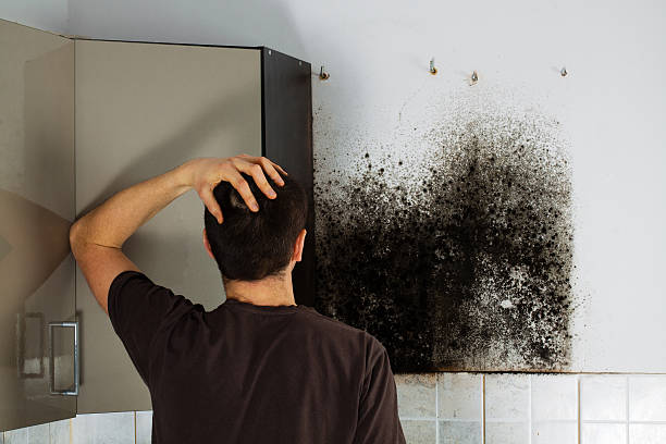 Best Mold Removal and Inspection  in Governors Clu, NC