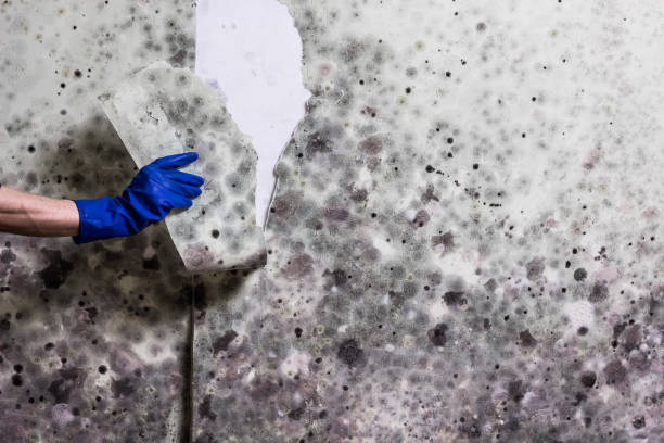 Best Affordable Mold Removal  in Governors Clu, NC